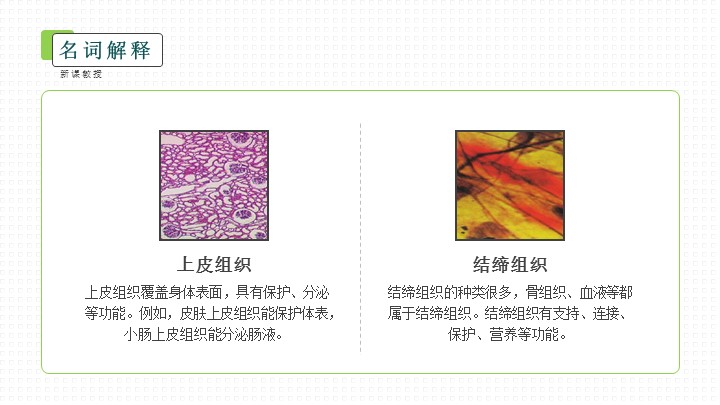 初中历史人教版九年级《历史希腊城邦和亚历山大帝国》教育教学课件